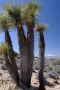 13JoshuaTree - 71